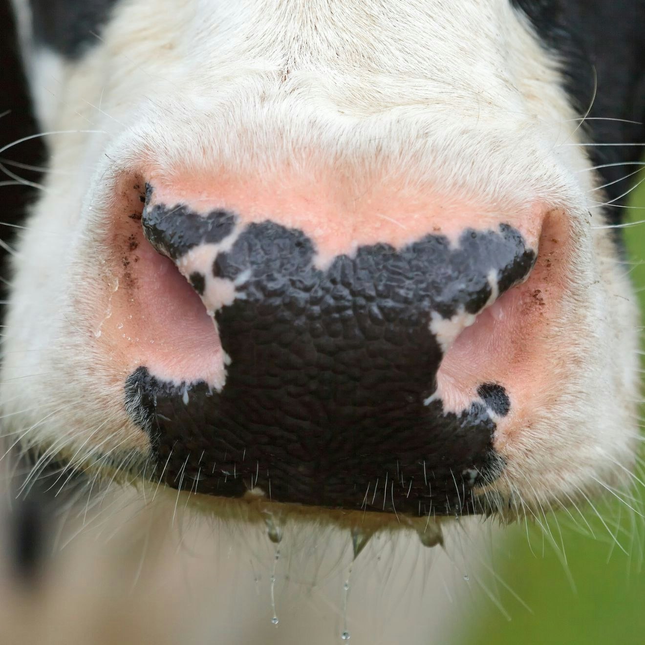 Livestock expertise