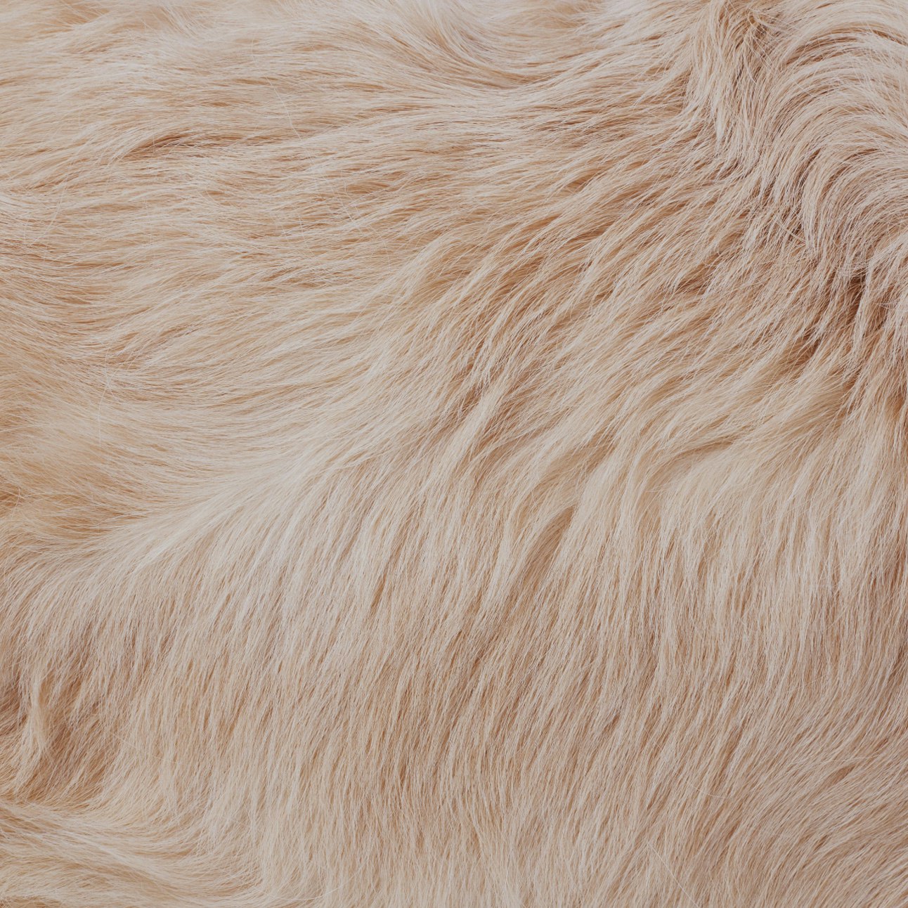 Close-up of fluffy dog fur texture