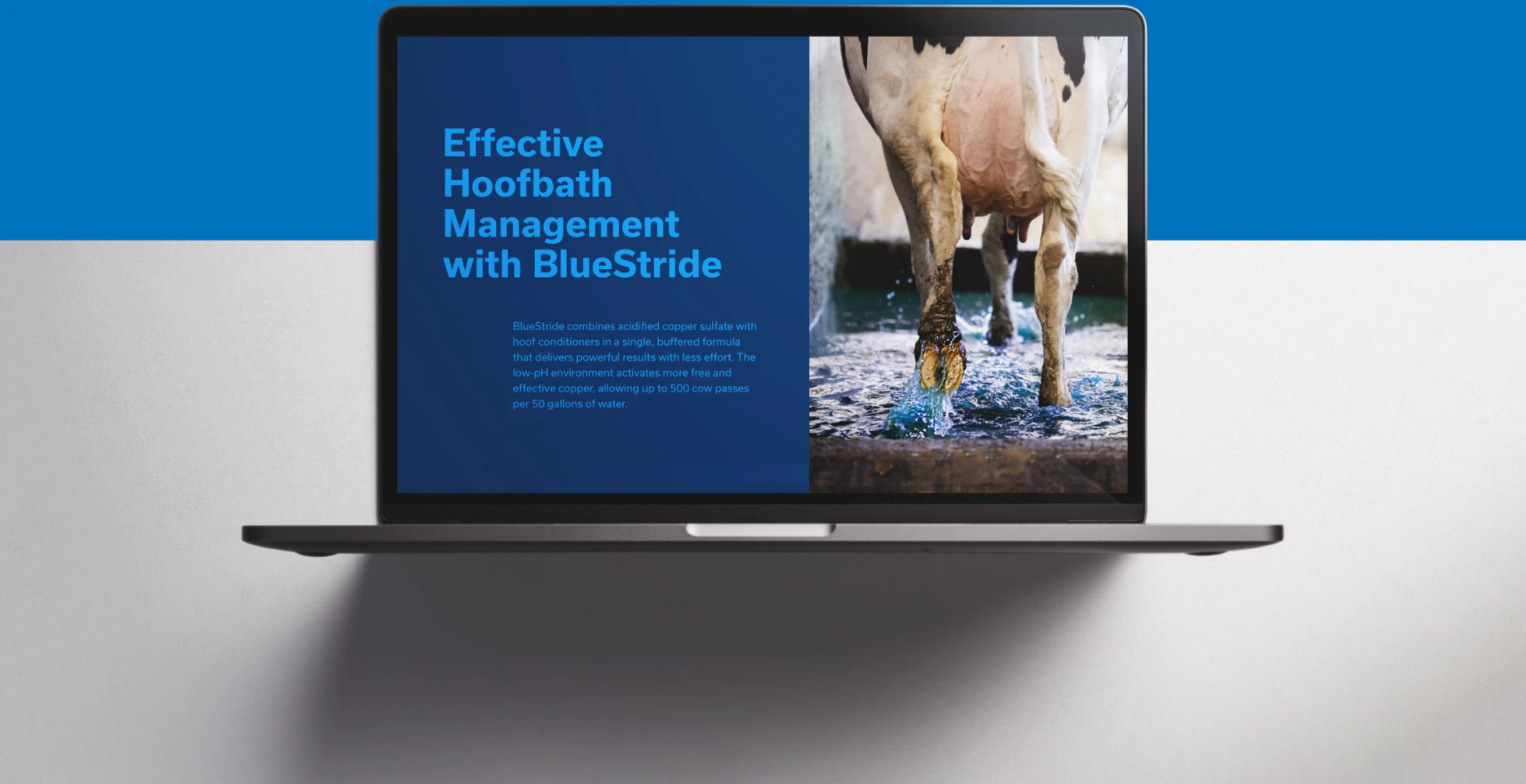 BlueStride website on laptop