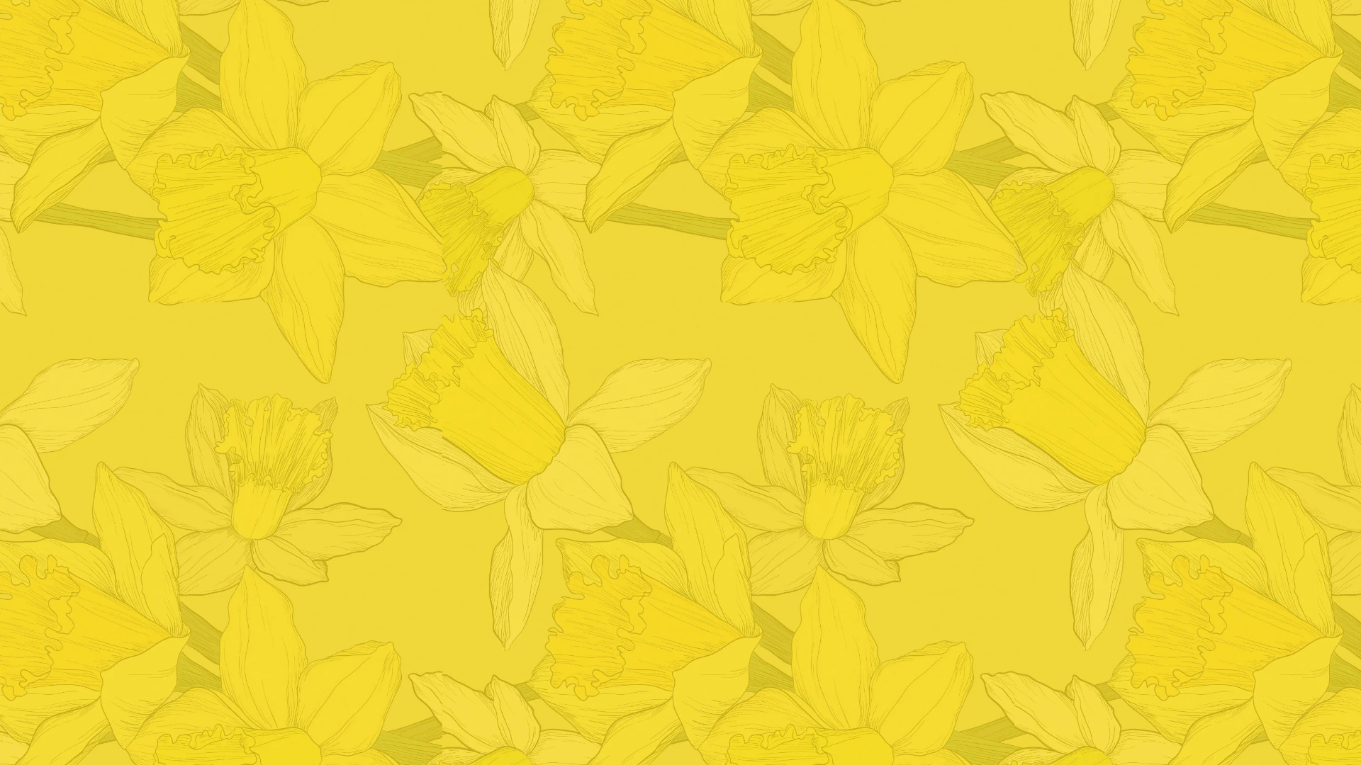 Canadian Cancer Society daffodil background