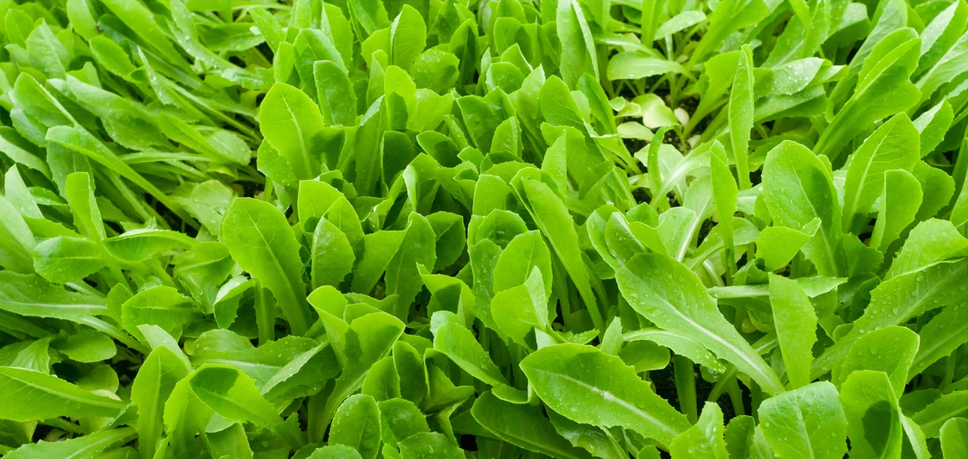 Fms lettuce mobile