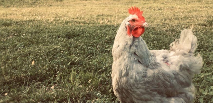 Mère poule agriculture hen