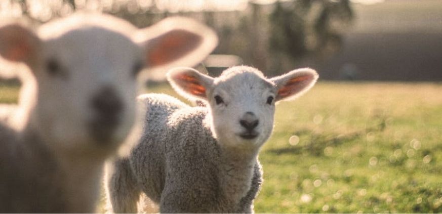 Mère poule agriculture sheep