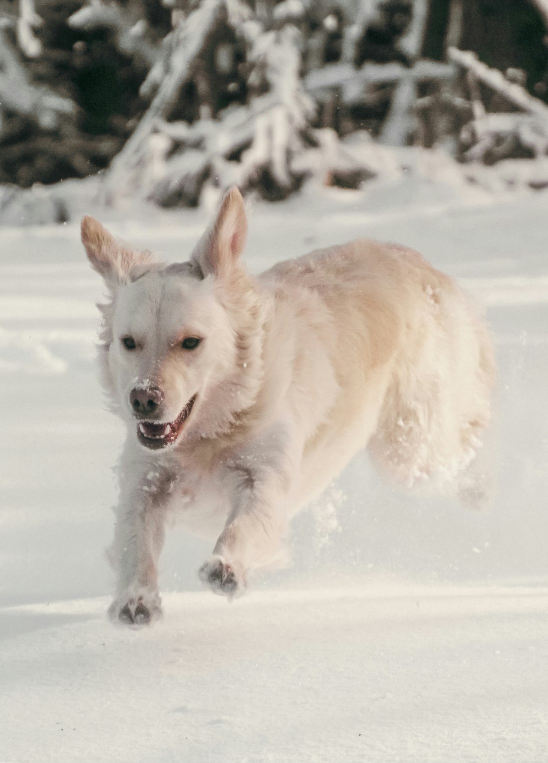 Pawsie dog running in snow