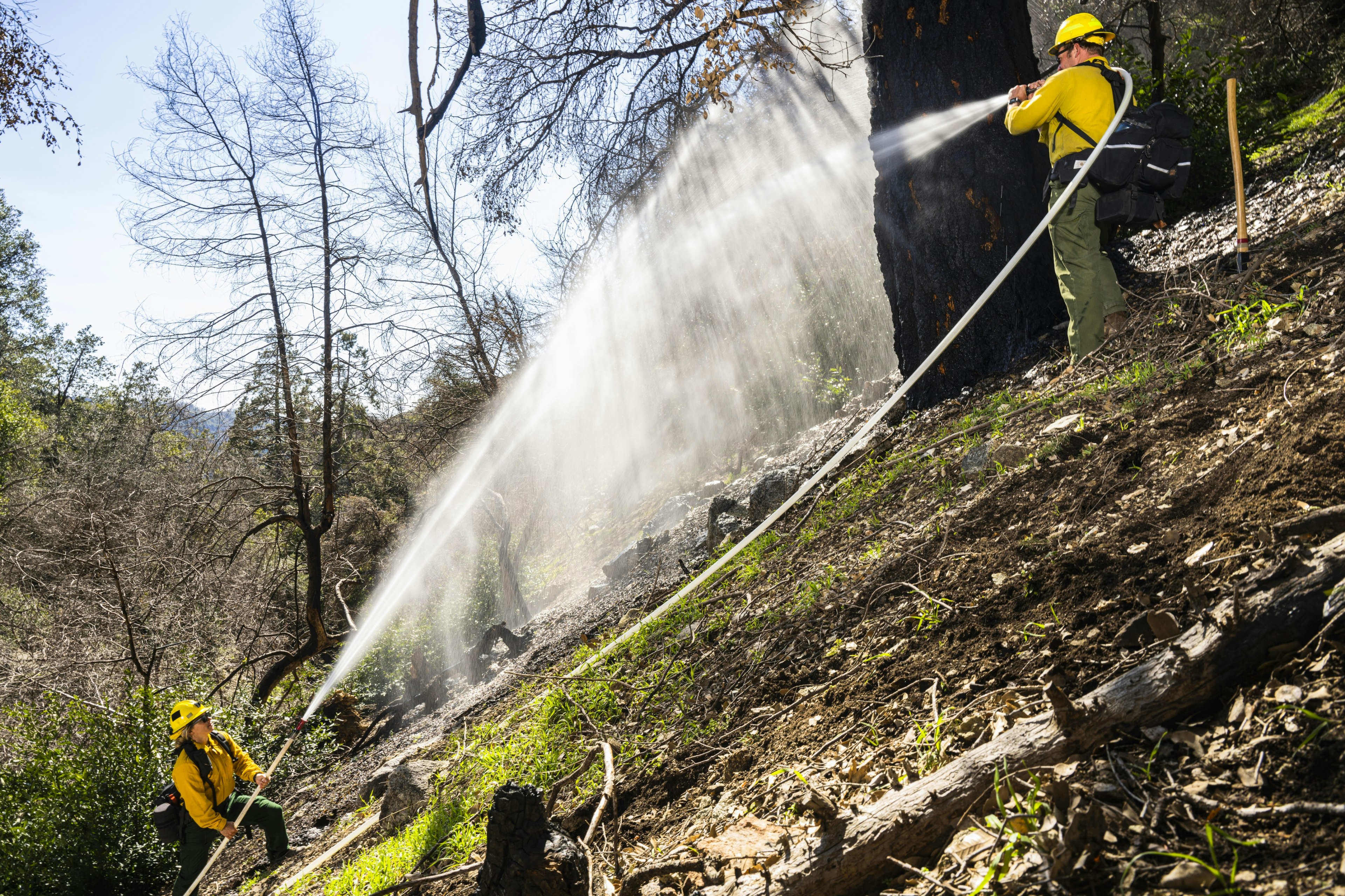 Forest Firefighters