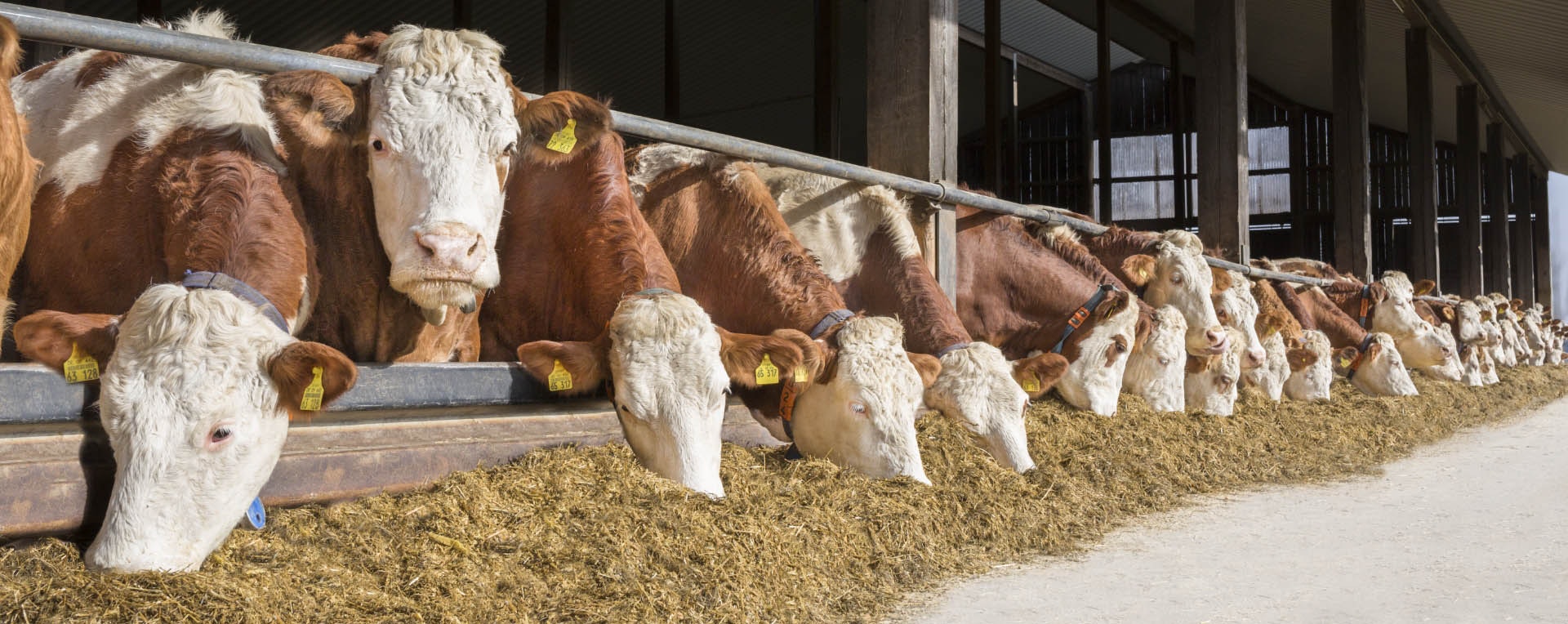 Feedlot